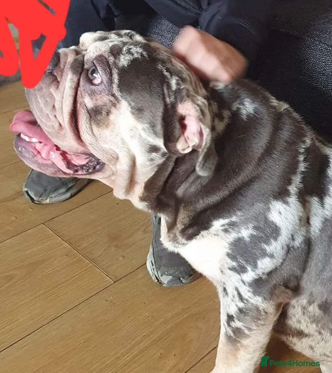 English Bulldog dogs for stud: Ronnie  in Manchester - Advert 1