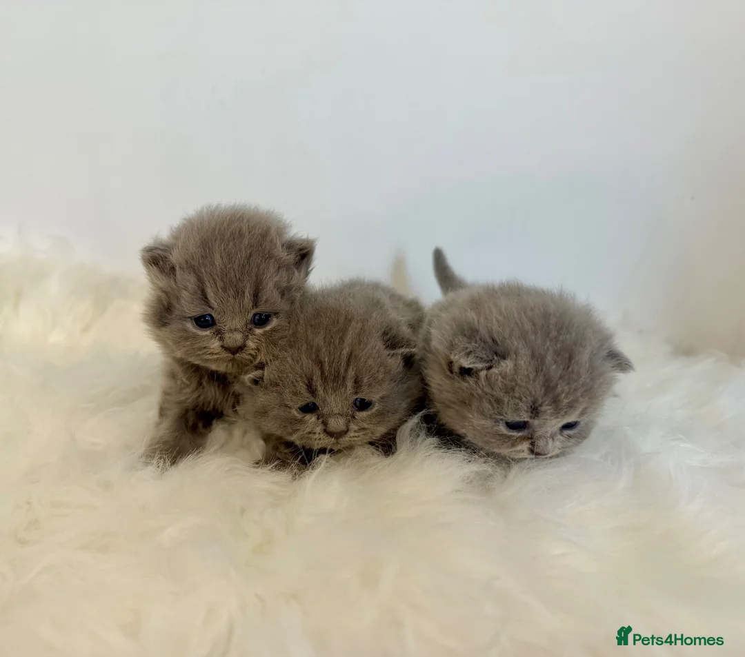 British Shorthair cats for sale: Gccf registered British shorthair kittens - Advert 2