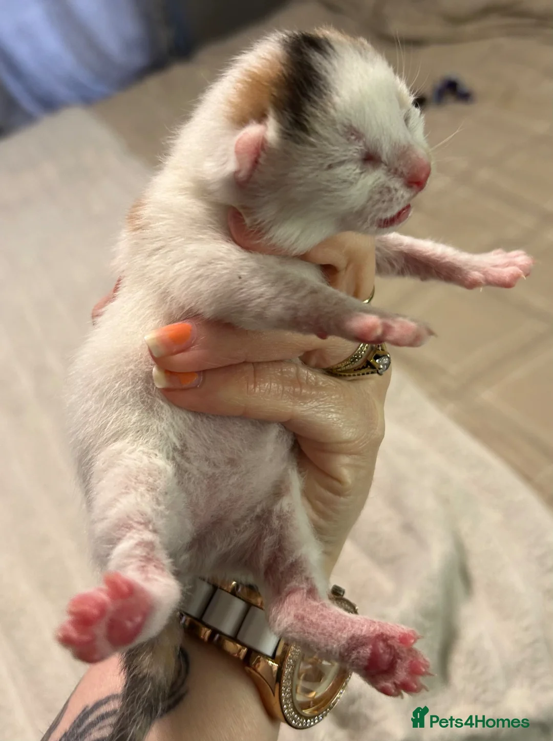 Mixed Breed cats for sale: 3 kittens - Advert 3