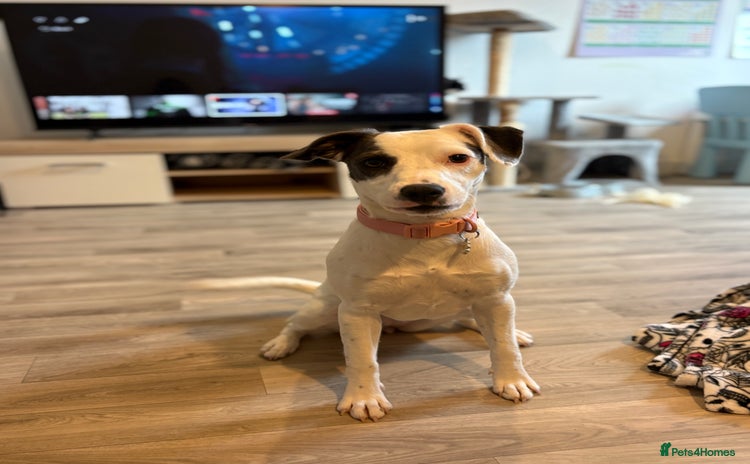 Mixed Breed dogs - Advert 13