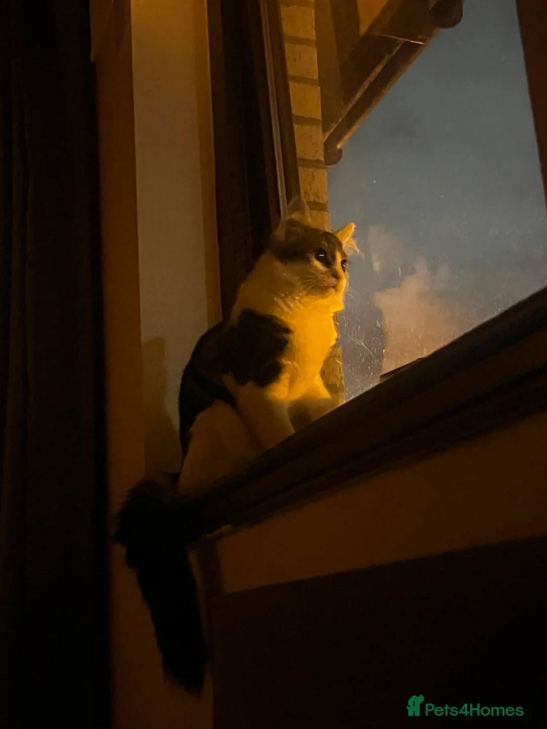 Maine Coon cats for sale:  Healthy Male Kitten – Fully Vaccinated - Advert 3