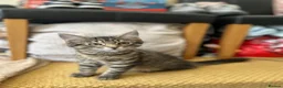 Mixed Breed cats for sale: European beautiful little girl - Advert 20
