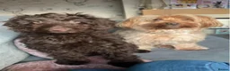 Cockapoo dogs for sale: Cockapoo pups READY 6TH NOVEMBER  - Advert 1