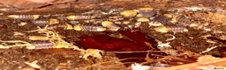 Isopods invertebrates for sale: Rubber Ducky isopods  - Advert 1
