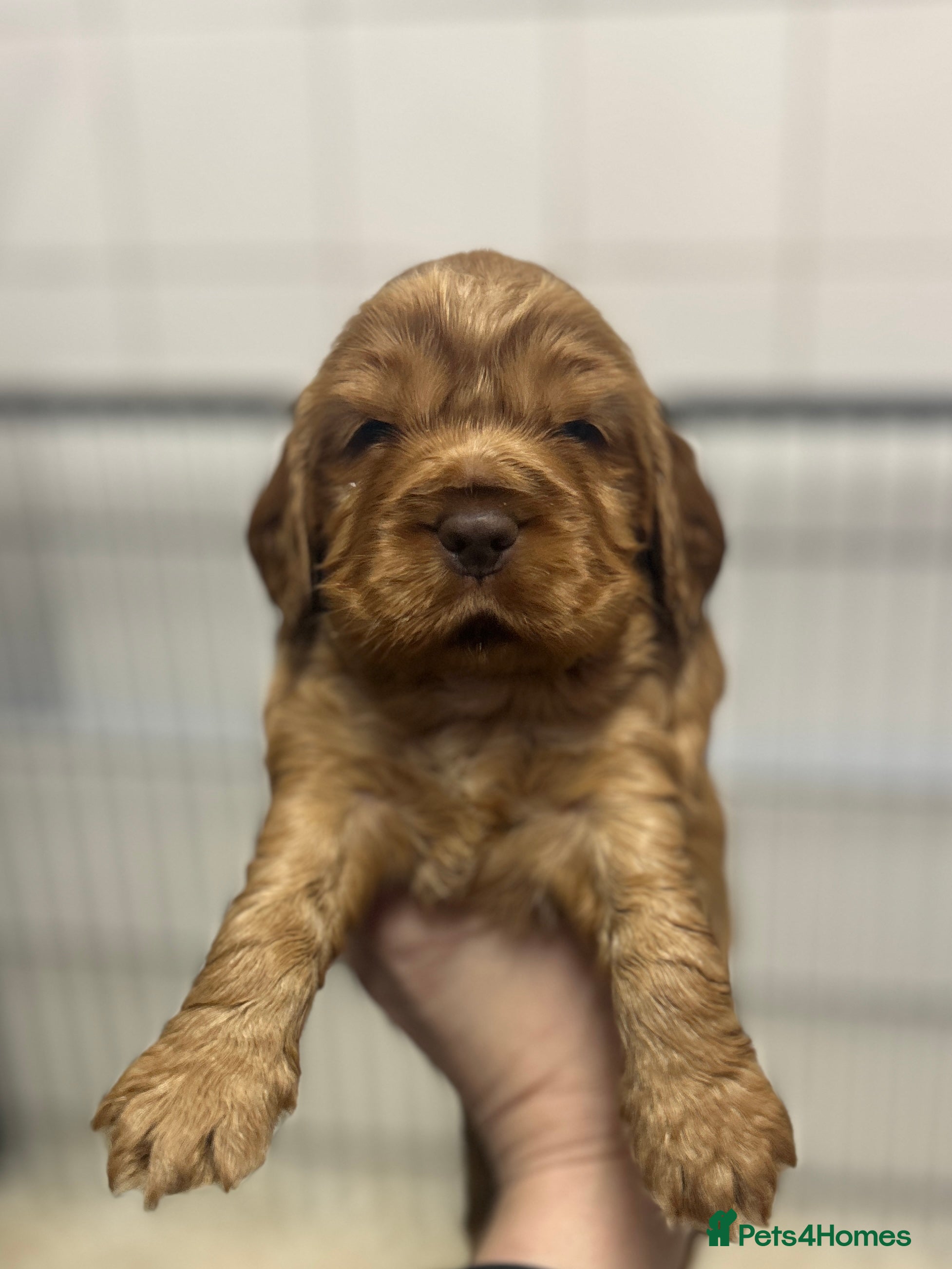 Cocker Spaniel dogs Cocker Spaniel Show Type Pups KC registered  - Advert 1