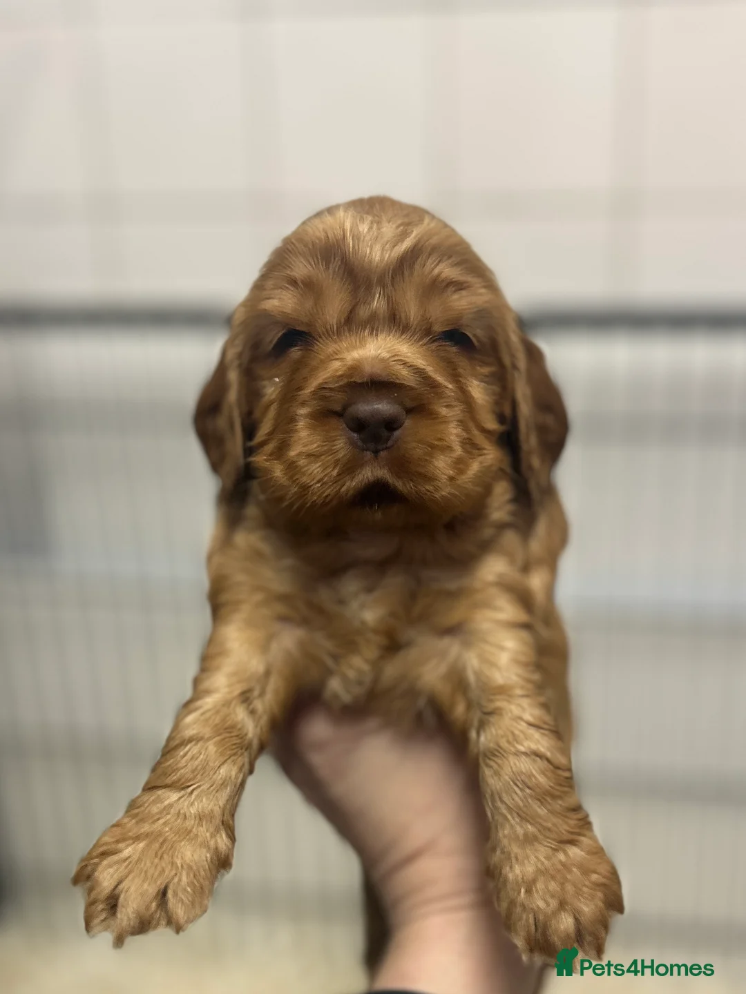 Cocker Spaniel dogs for sale: Cocker Spaniel Show Type Pups KC registered  - Advert 3