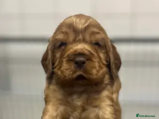 Cocker Spaniel dogs Cocker Spaniel Show Type Pups KC registered - Advert 1