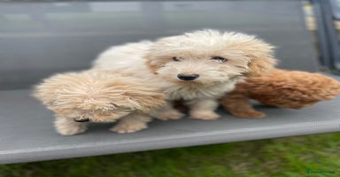 Cavapoo dogs - Advert 6