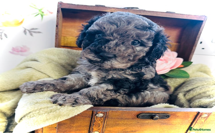 Cavapoo dogs - Advert 11