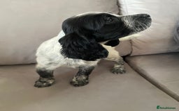 Cocker Spaniel dogs for sale: Healthy puppies - Image 17