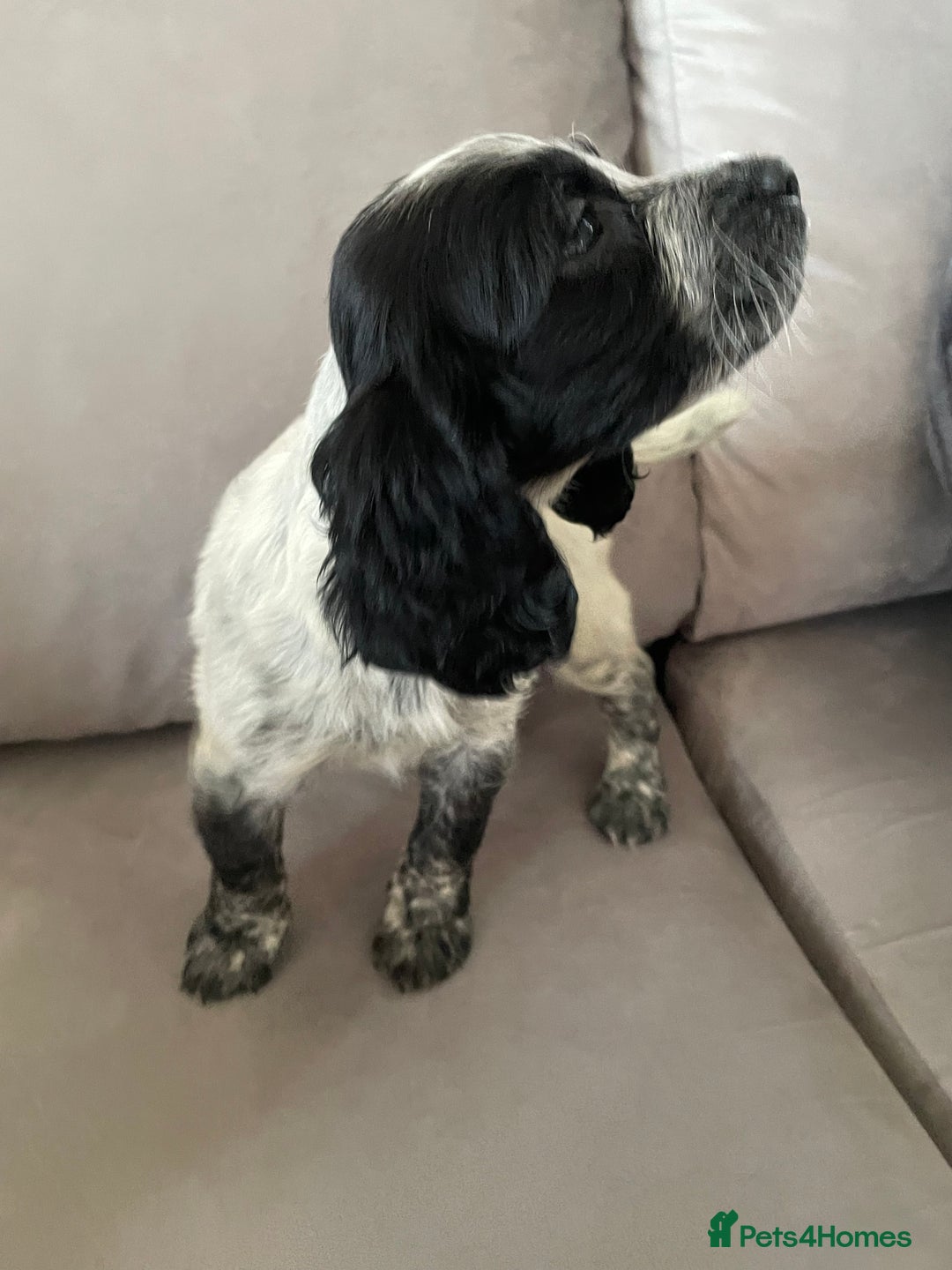 Cocker Spaniel dogs for sale: Healthy puppies - Image 17