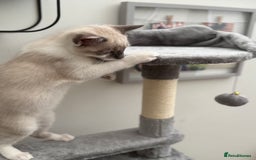 Ragdoll cats for sale: 6 Month Old Male Ragdoll X - Image 4