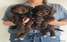 Schnoodle dogs for sale: F1 mega coated mini cross Schnoodles - Image 26