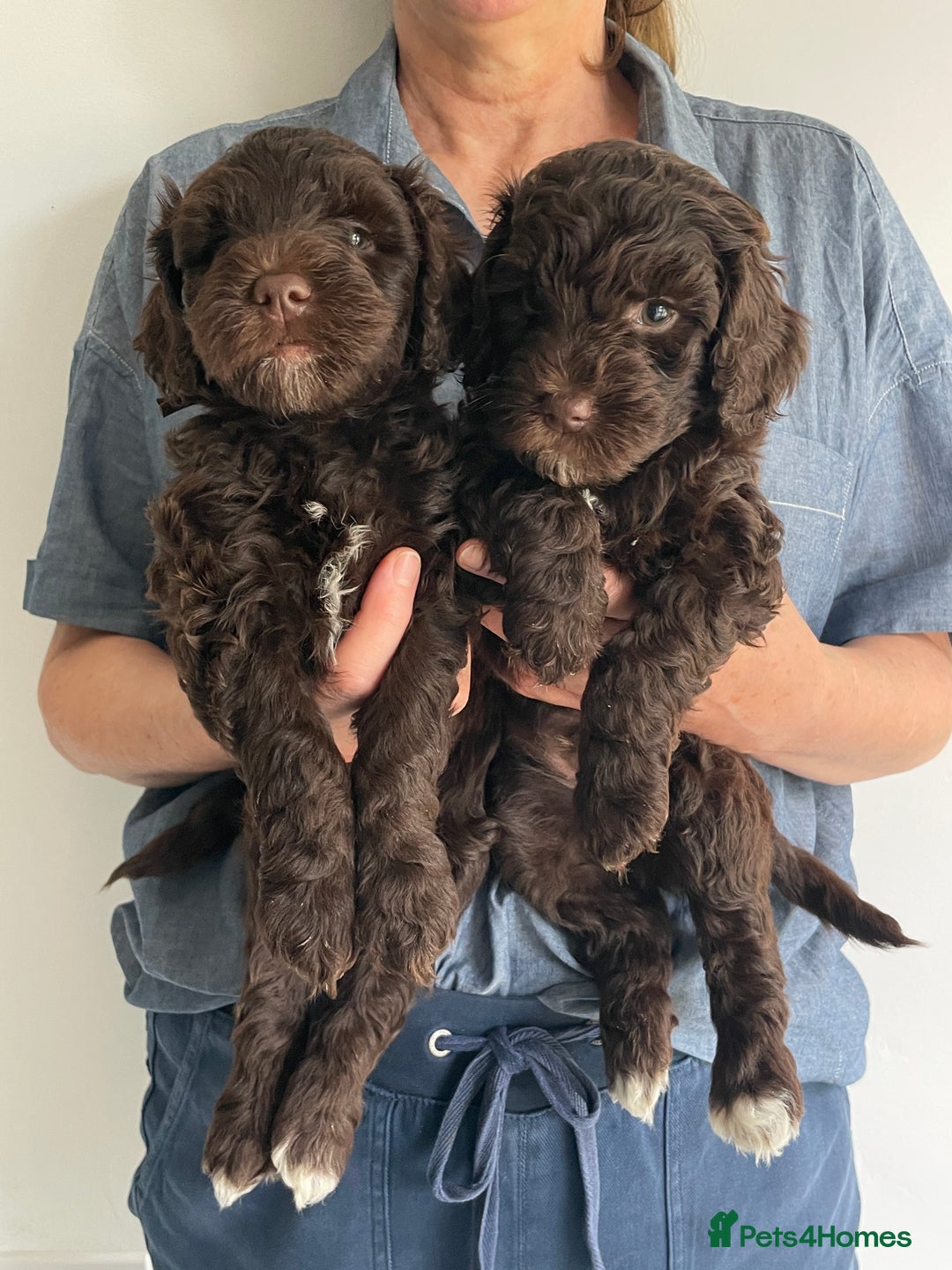 Schnoodle dogs for sale: F1 mega coated mini cross Schnoodles - Image 26