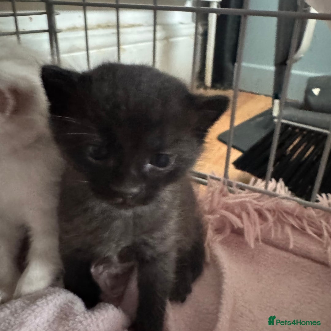 Bengal cats for sale: Beautiful Bengal Kittens - only GIRL available  - Advert 12