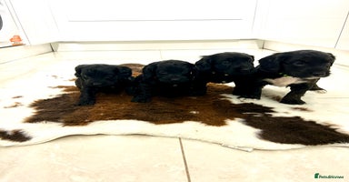 Cockapoo dogs Beautiful cockapoos  - Advert 16