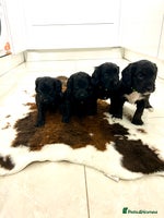 Cockapoo dogs Beautiful cockapoos - Advert 16