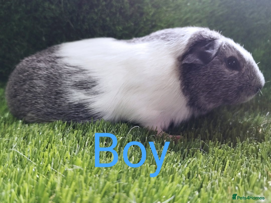 Guinea Pig rodents for sale: 3 Girls  3 BOYS all young babies  - Advert 4