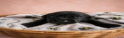 Labrador Retriever dogs for sale: KC registered Balck labrador retrievers - Advert 11