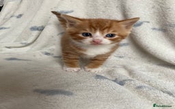 Maine Coon cats for sale: Main coon x  - Image 9