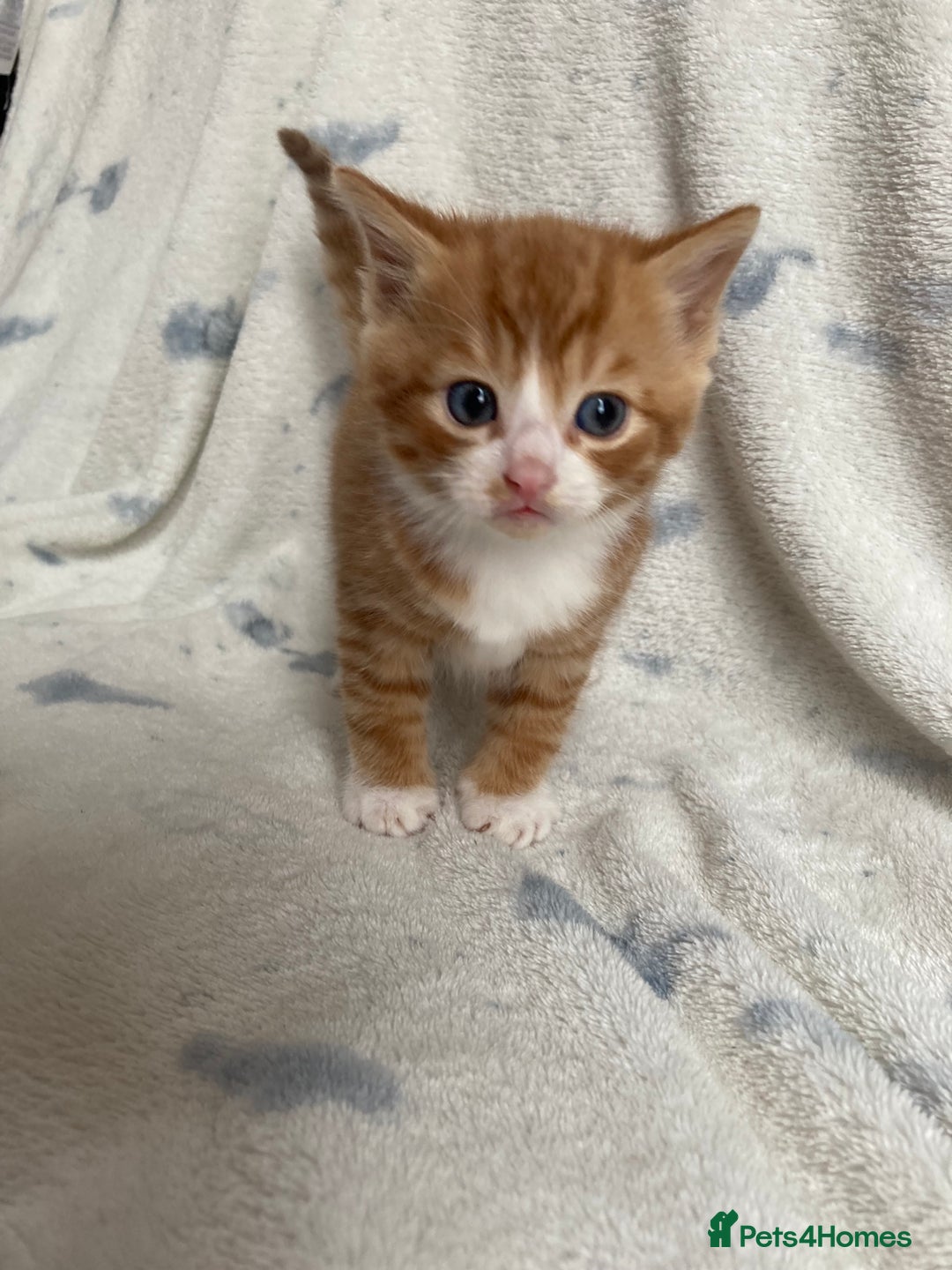 Maine Coon cats for sale: Main coon x  - Image 9