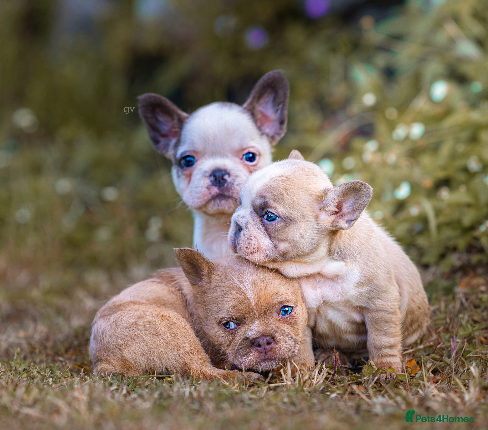 French Bulldog dogs French bulldog puppies floodle, wirehair & fluffy - Advert 6