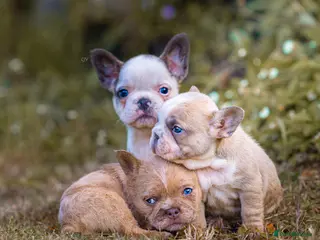 French Bulldog dogs French bulldog puppies floodle, wirehair & fluffy - Advert 3