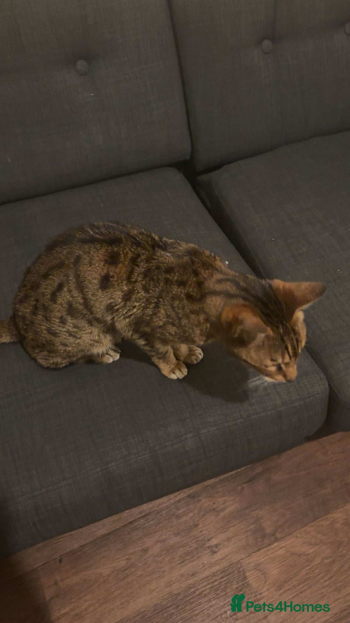 Savannah cats for sale: Savannah Cat - Advert 3