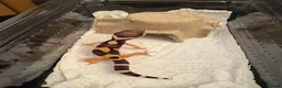 Leopard Gecko reptiles for sale: Leopard gecko in Saint Helens - Advert 2