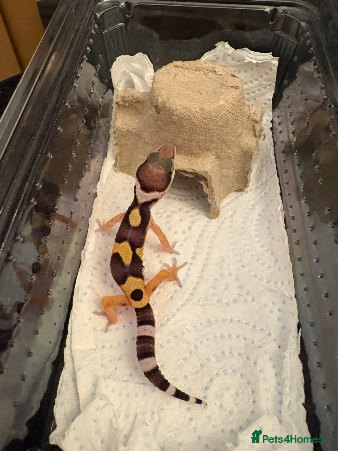 Leopard Gecko reptiles for sale: Leopard gecko in Saint Helens - Advert 2