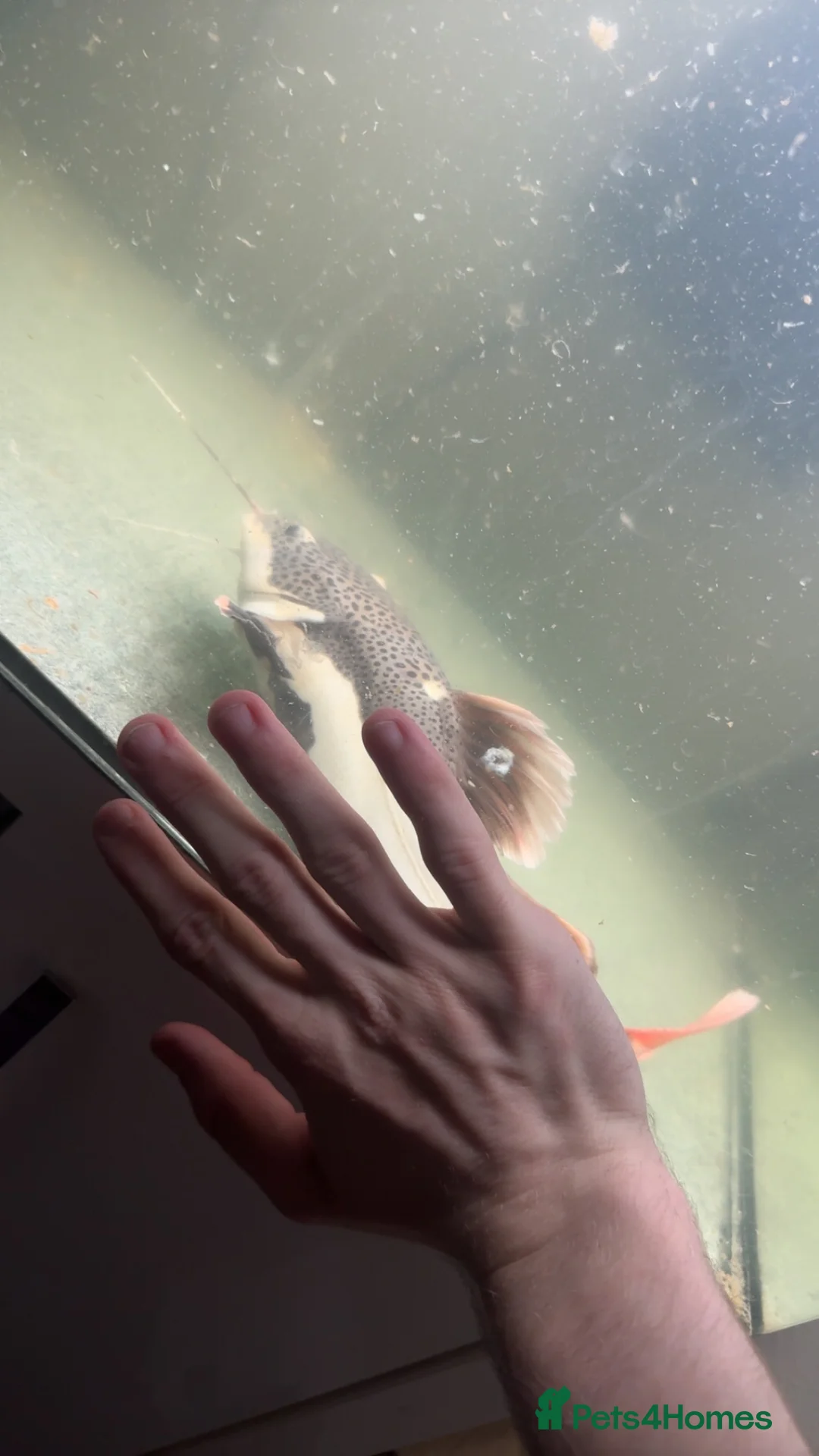 Catfish fish for sale: Red tail catfish  - Advert 2