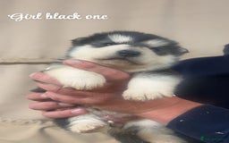 Alaskan Malamute dogs for sale: Pure breed Alaskan malamute puppies - Image 2