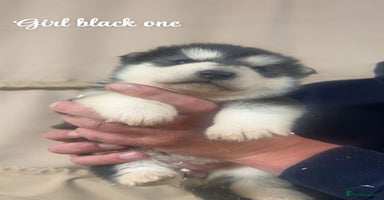 Alaskan Malamute dogs - Advert 6