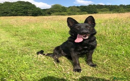 German Shepherd dogs for sale: German shepherd puppies  - Image 1