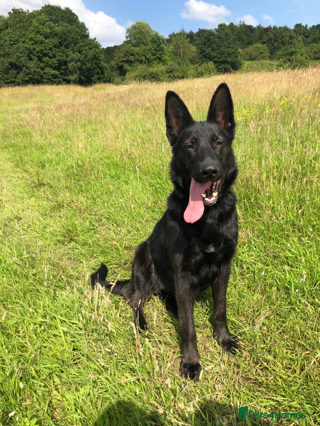 German Shepherd dogs for sale: German shepherd puppies  - Image 1