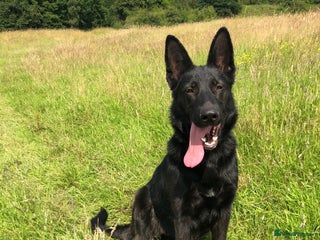German Shepherd dogs - Advert 12