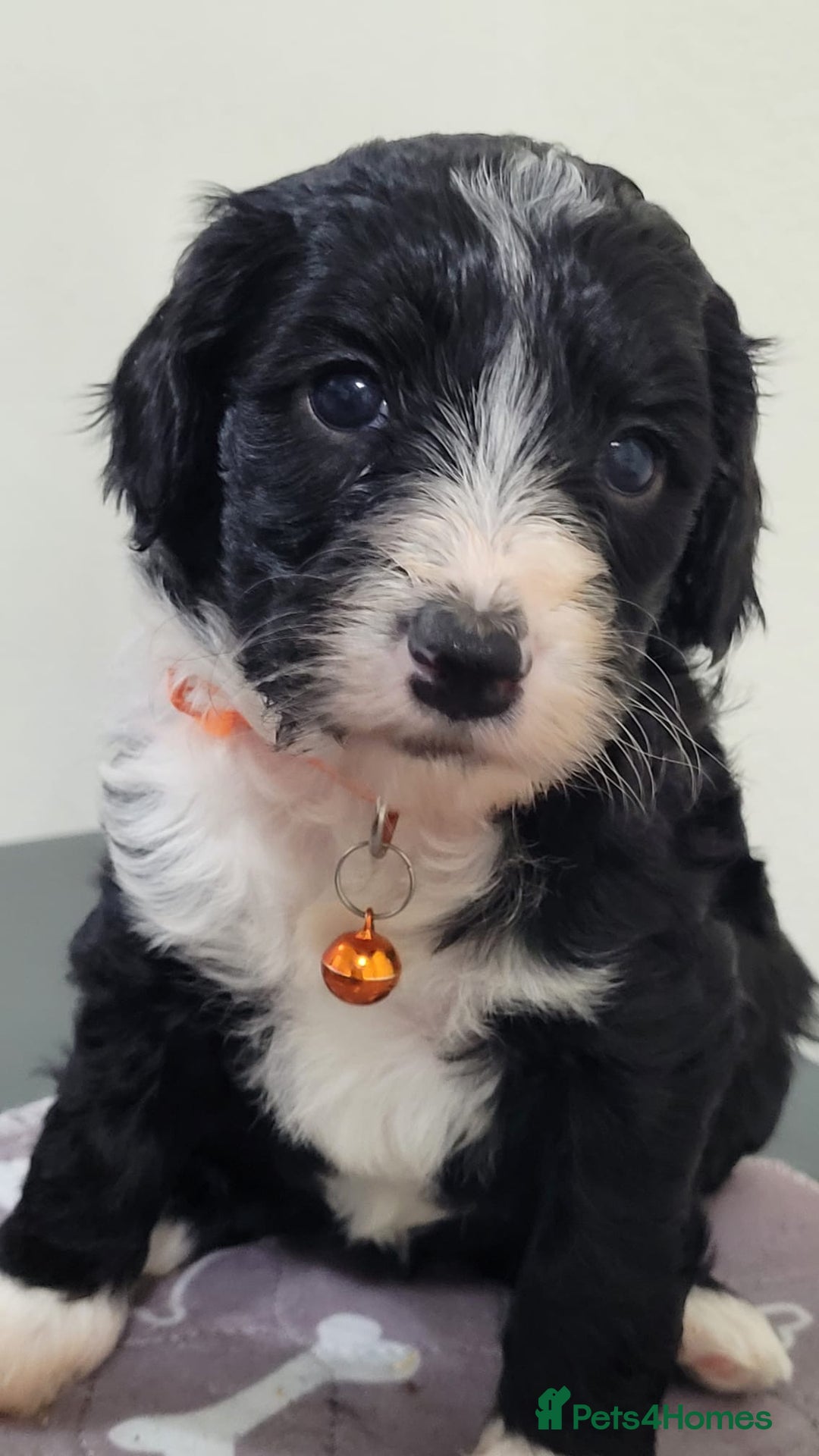 Sproodle dogs for sale: toy sproodle puppies (double doodle)  - Advert 4