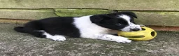 Border Collie dogs for sale: QUALITY BORDER COLLIE PUPPIES CHAMPION LINES in Cardiff - Advert 11