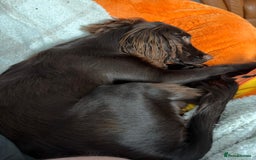 Cocker Spaniel dogs for sale: Cocker spaneil (female)  - Image 4