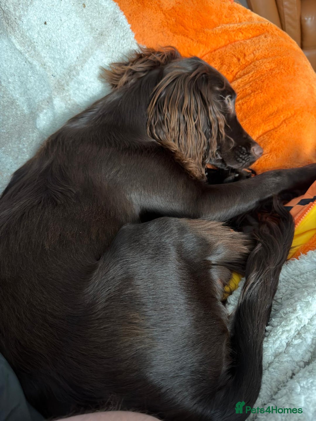 Cocker Spaniel dogs for sale: Cocker spaneil (female)  - Image 4