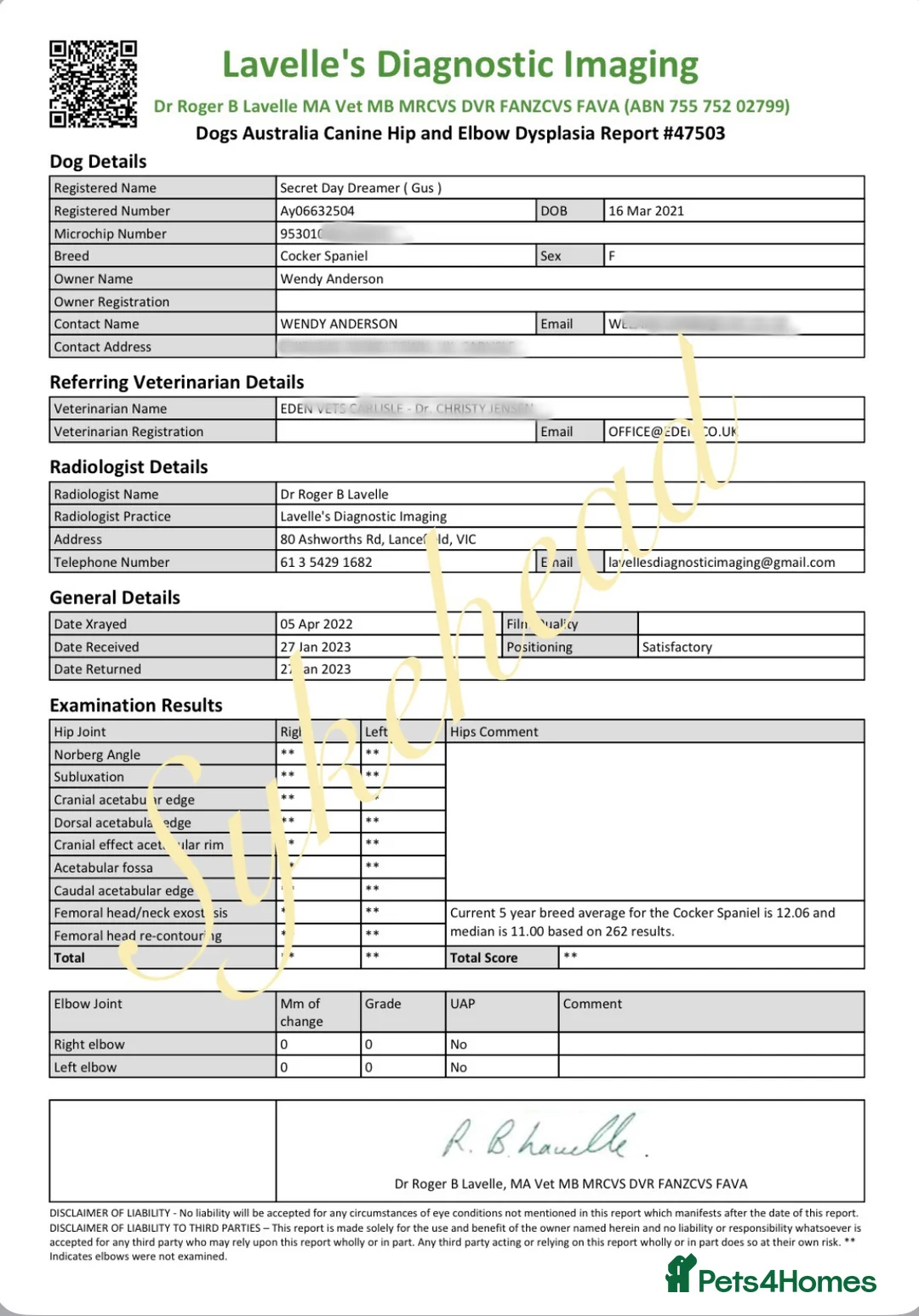 Cocker Spaniel dogs for sale: STUNNING SABLE COCKER BOY  - Advert 9