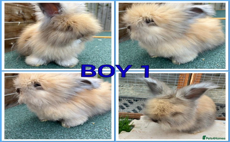 Angora rabbits - Advert 2