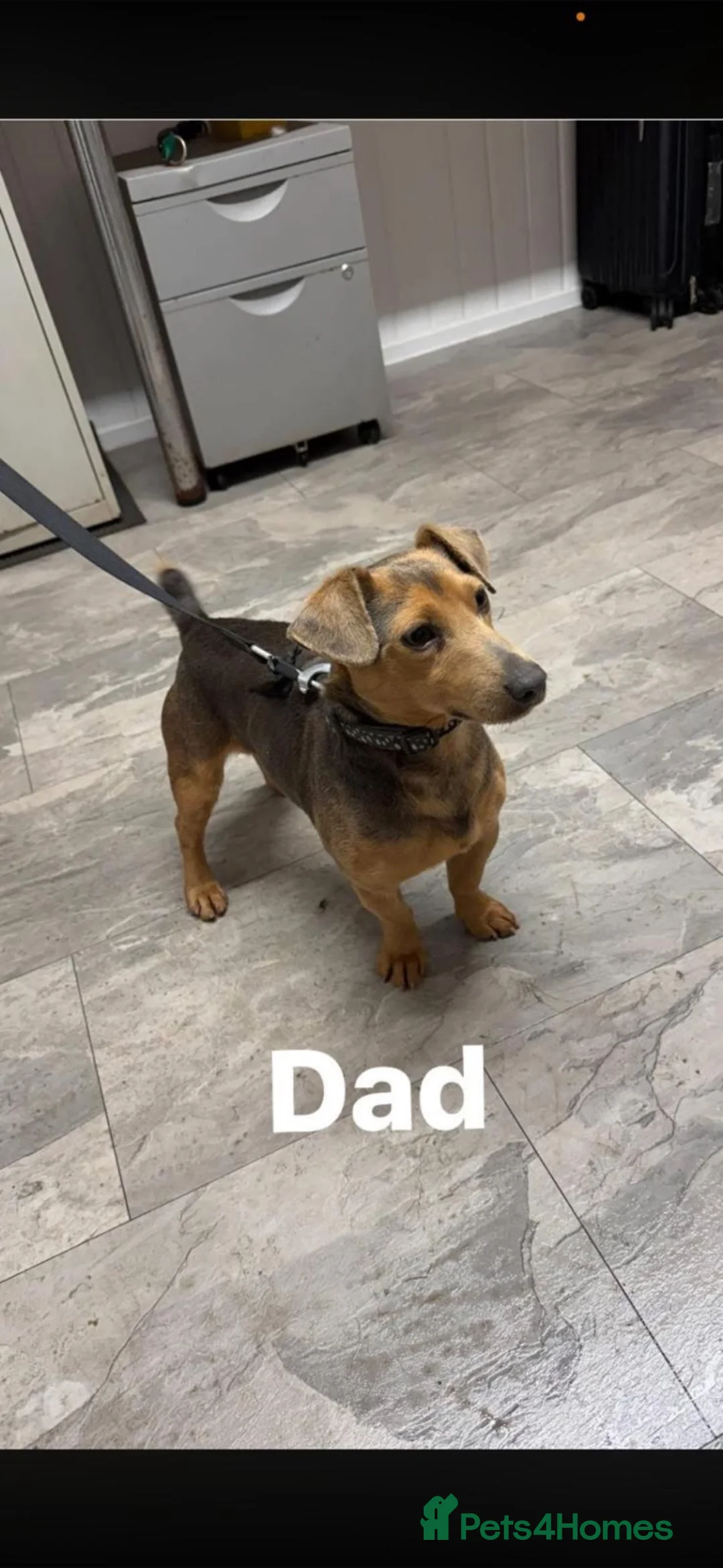 Jack Russell dogs for sale: Blue and tan + lilac and tan mini Jack Russell  - Advert 7