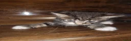 American Shorthair cats for sale: Cute kittens ready for new home  - Advert 4
