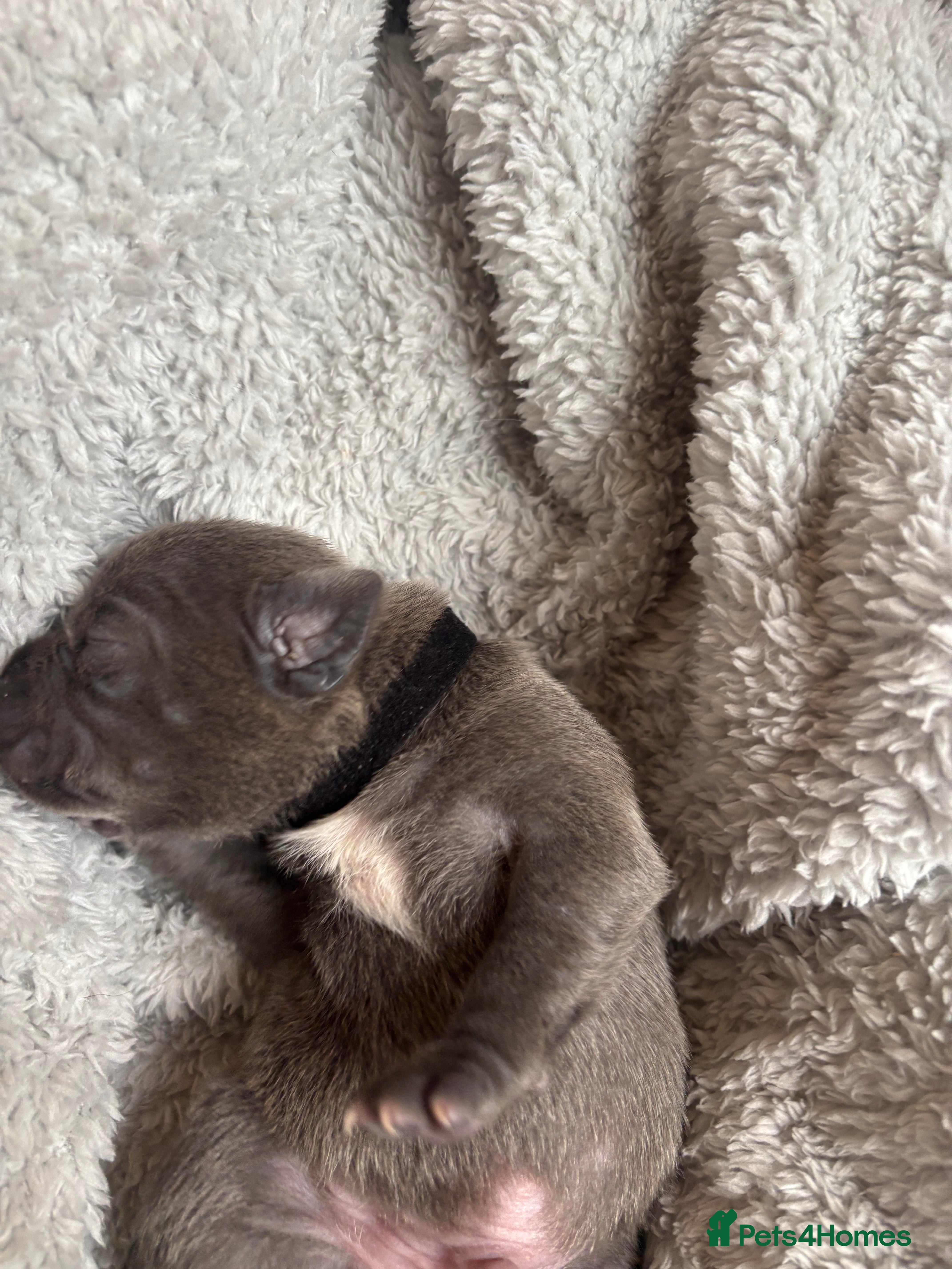 Staffordshire Bull Terrier dogs KC REG BEAUTIFUL BLUE STAFFS+ CHAMPION BLOOD LINES - Advert 2