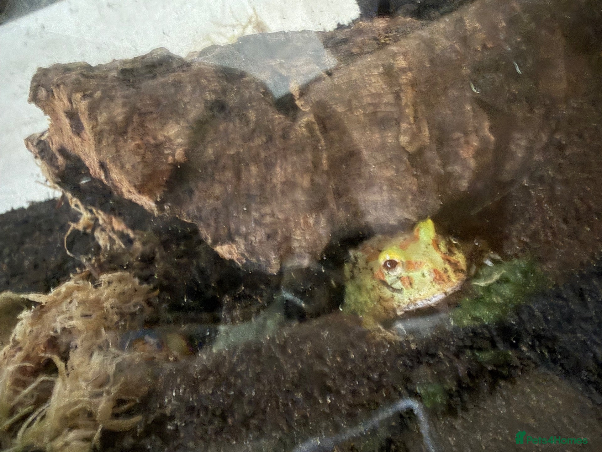 Frog reptiles Juvenile Pac Man Frog - Advert 1