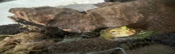 Frog reptiles for sale: Juvenile Pac Man Frog - Advert 1