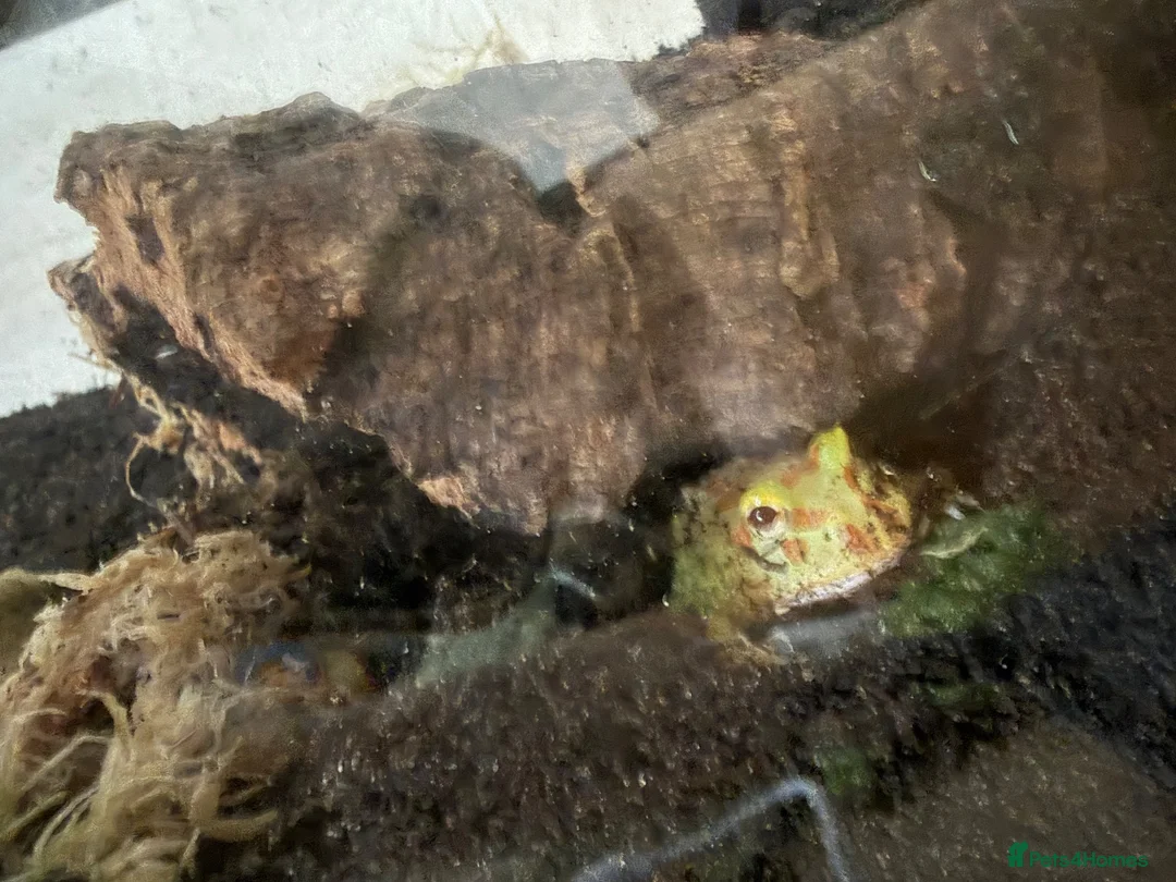 Frog reptiles for sale: Juvenile Pac Man Frog - Advert 1