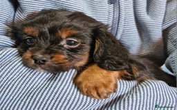 Cavalier King Charles Spaniel dogs for sale: KC Cavalier King Charles ÐNA tested parents  - Image 24