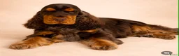 Cocker Spaniel dogs for sale: TRUE SHOW TYPE COCKER SPANIELS - Advert 13